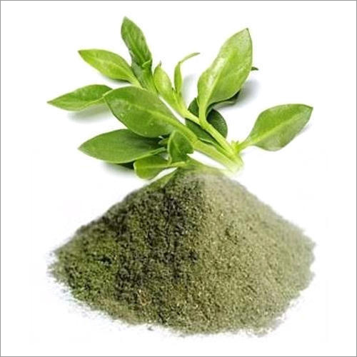 Kalmegh Andrographis Paniculata Powder Ingredients: Herbal Extract