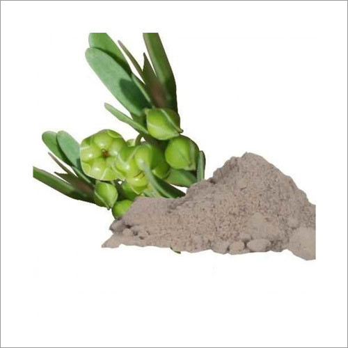 Lodhra Powder Ingredients: Herbal Extract