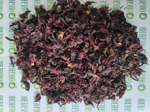 Hibiscus Rosa-Sinensis