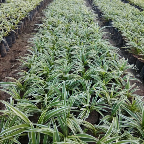 Chlorophytum Plant Chlorophytum Plant