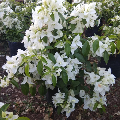 Bougainvillea Plant - 1.5 Feet Size, White Color | Long Shelf Life of 8-10 Years, Excellent for Lawns and Gardens with Stunning Fragrance
