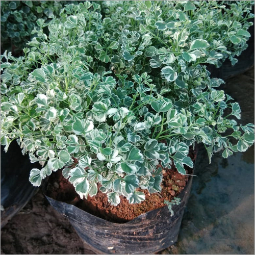 Aurelia White Plant - White Fiber Pot, 6inch-1.6feet Size , Self-Sustaining Green and White Foliage