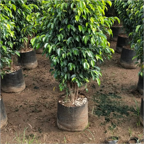 Green Black Ficus Plant