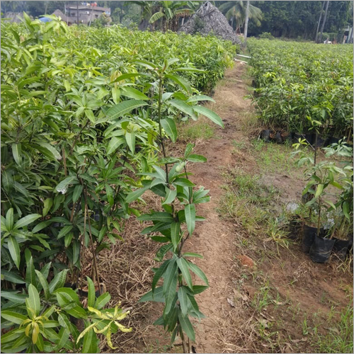Mango Plant - 3 Feet Tall, Green Leaves with Healing Properties | Ideal for Infusion and Worship