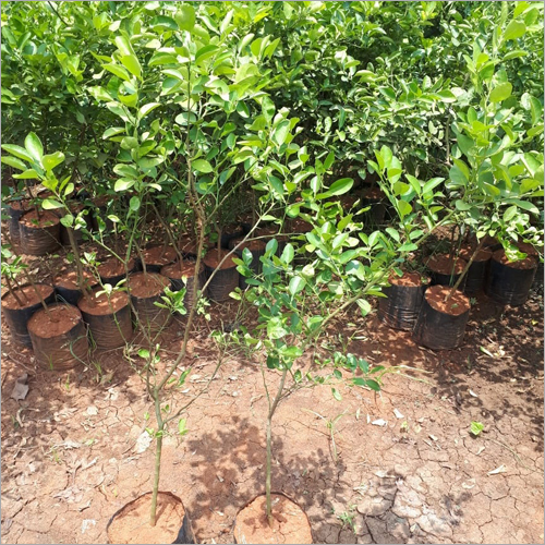Lemon Plant - Small Size, 2-3.5 Feet Height | Green Color, Suitable for Pots, Well-Drained Soil, 8-Year Shelf Life