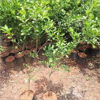 Lemon Plant - Small Size, 2-3.5 Feet Height | Green Color, Suitable For Pots, Well-drained Soil, 8-year Shelf Life
