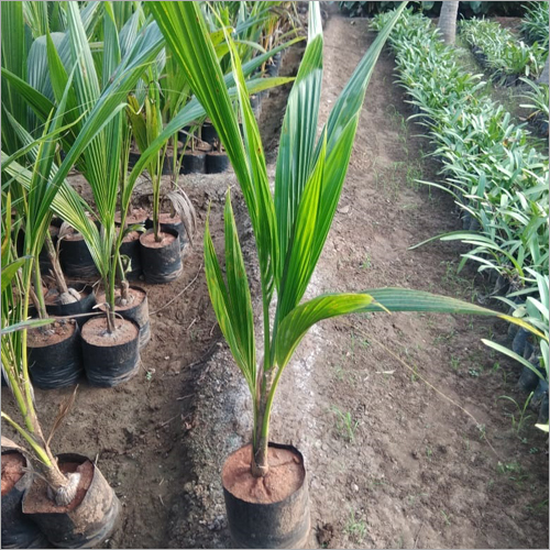 Hybrid Coconut Plant - 2 to 3ft Trunk Width, 50ft Full Height | Green Color, 35 Years Shelf Life, Requires Full Sun Exposure, Grows in Clay Soil