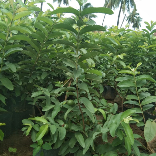 Guava Plants - 2-3 Feet Height, Green Color | Long Shelf Life of 10 Years, Known for Heart Health and Immunity Benefits