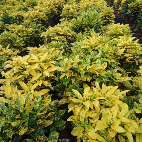 Croton Plant - 1 Feet | Light Green, 15-Year Shelf Life, Versatile Leaf Shapes and Colors, Perfect for Home Decor and Gifting