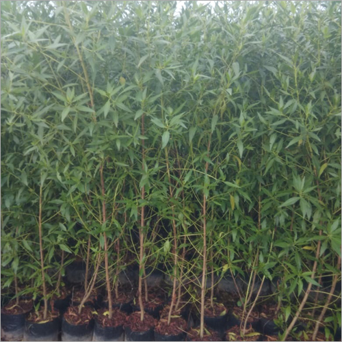 Green Conocarpus Plant