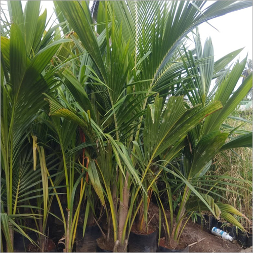 Coconut Plant Coconut Plant