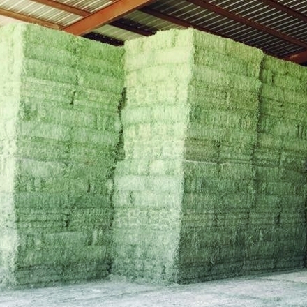 2019 Premiun Quality Alfalfa Hays for Sale