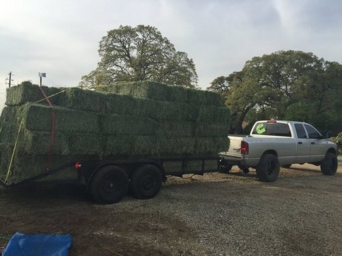 Quality Alfafa Hay for Animal Feeding Stuff Alfalfa / Alfalfa Hay