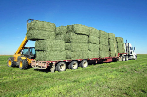 Quality Green Alfafa Hay for Animal Feeding. Exporter,Supplier,Trader