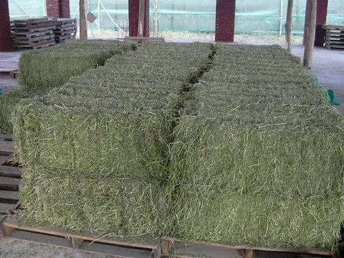 Top Quality Alfafa Hay for Sale / Grade A