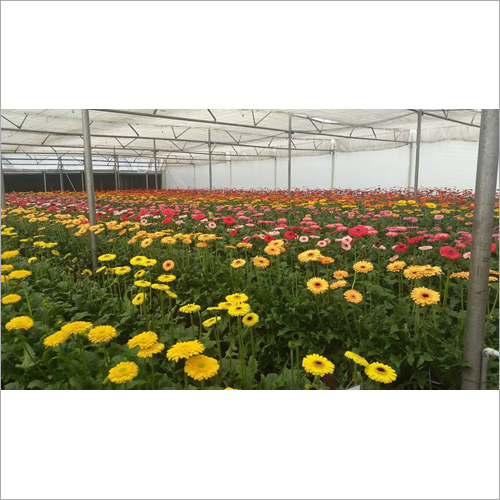 Greenhouse Poly Shade Net Film Length: Customize Meter (M)