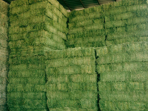Premium Alfalfa Hay Bales And Alfalfa Pellets/ Grade A