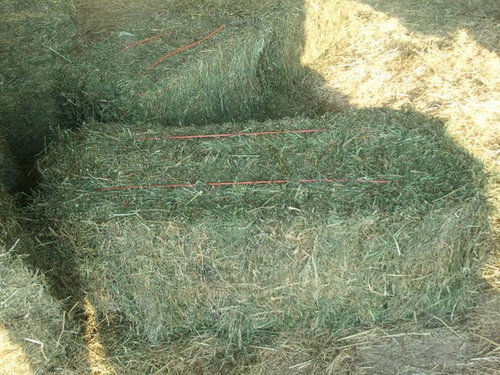 Quality Alfalfa Hay