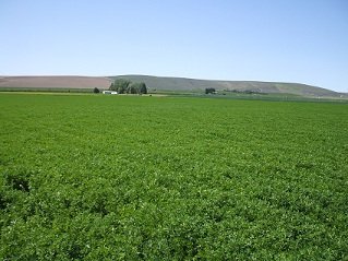 High Protein Alfalfa Hay In Bales for Sale