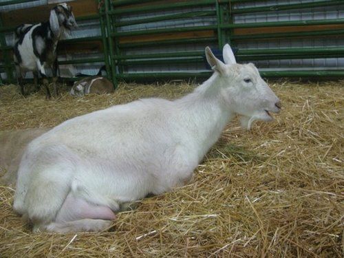 Saanen Goats Available