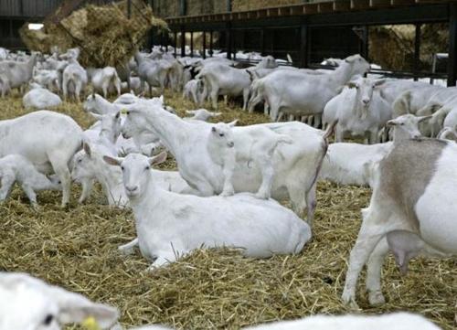 Saanen Breed Live Goats