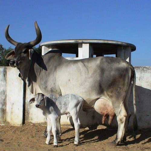 Kankrej Cow Supplier in Haryana