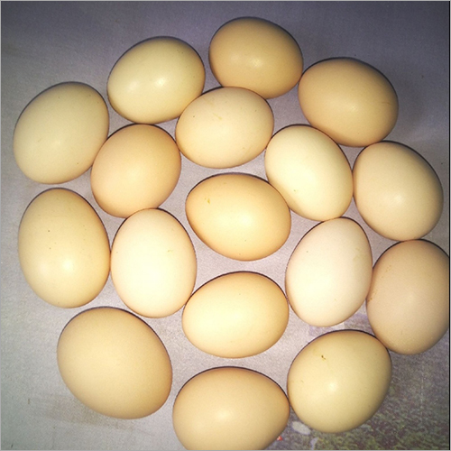 Kadaknath Chicken Egg Egg Size: Normal