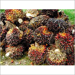 Fresh Palm Fruits