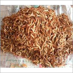 Crayfish