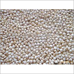 Sorghum - Off-White, Bulk Bags | Anti-Cancer, Nutritious Flour, Healthy Bones, Versatile Uses