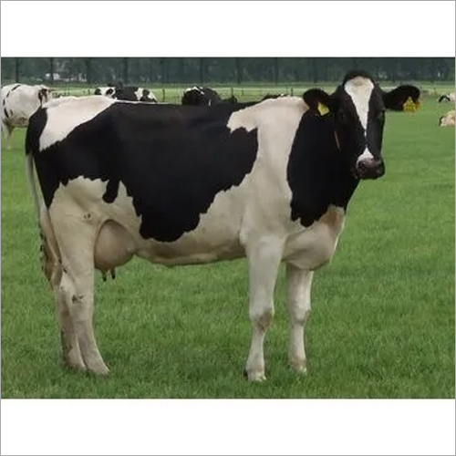 Live Dairy Cows and Pregnant Holstein Heifers Cows - 24-30 Months, 6-8 Months Pregnant, 450-600 Kg | Pedigree Certified, High Milk Yield 30+ Litres, Disease-Free, Vet Certified