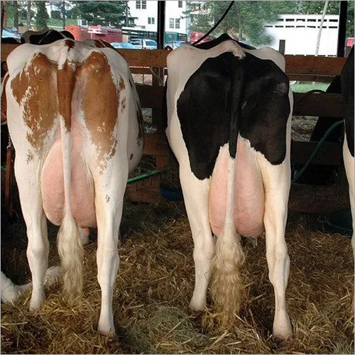 Healthy Live Friesian Holstein Heifers pregnant Cow/Dairy Cow For Import