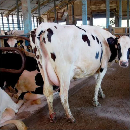 Live Dairy Cows Friesian Holstein Cow Available Exporter Supplier Trader