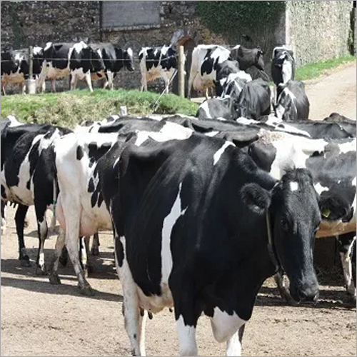 High Quality Live Dairy Cows / Pregnant Holstein Heifers