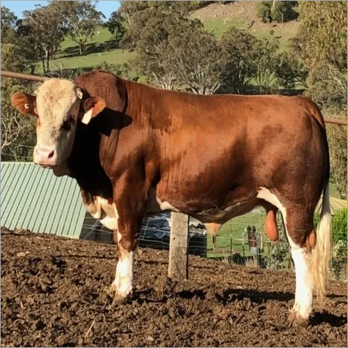 Live Simmental Bulls Cattle