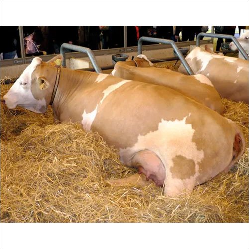 Bulls Cattle for sale