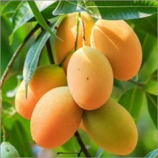 Fresh Mango