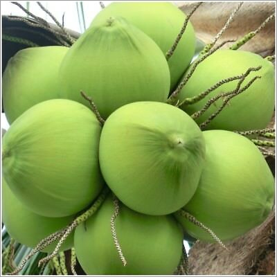 Fresh Tender Coconut