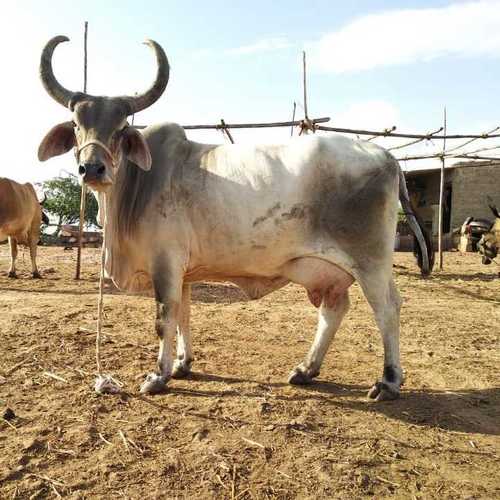 Kankrej cow pregnant