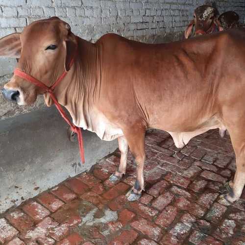 Sahiwal Cow a2 milk