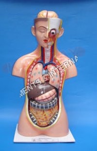 Biological Models Labcare-online - Pvc & Silicon Material, 12x12x12 Inch Dimensions, Multi-color, Modern Body Parts Chart | Lightweight, Portable, Manual Function