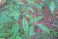 Nirgundi Oil Age Group: All Age Group