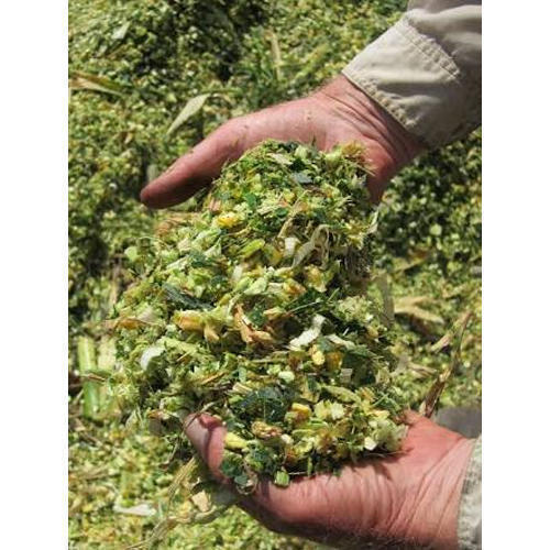 Silage Green Fodder