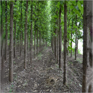 Forestry Plant