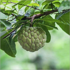 Custard Apple Plant - Eco Friendly Variety , Supports Skin Health and Bone Wellness, Aids in Ulcers and Gum Issues, Potential Cancer Resistance