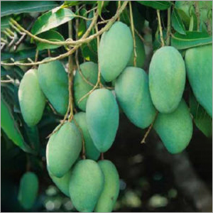 Mango Plant By SHIVAM BIO AND PLANTATION