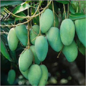 Mango Plant - Eco Friendly Variety | Diabetes Management, Reduces Sugar Risk, Kidney Stone Relief, Respiratory Aid, Leaf Benefits