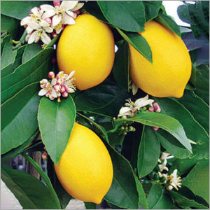 Lemon Plant - Eco-Friendly Variety , Supports Heart Health, Good Source of Vitamin C, Aids Weight Management, Prevents Kidney Stones