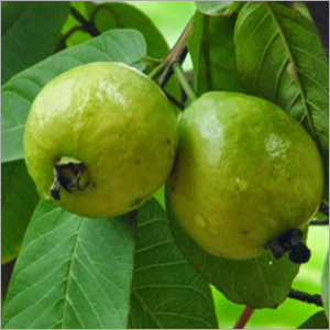 Guava Plant - Eco-Friendly Variety | Supports Digestion, Lowers Blood Sugar, Anticancer Properties