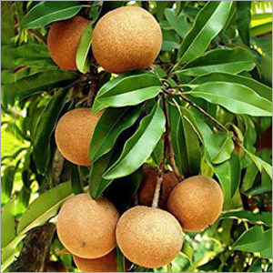 Sapota Plant - Eco Friendly, Manilkara Zapota Variety for Halwas, Sweets, Milk Shakes, and Chewing Gum Production